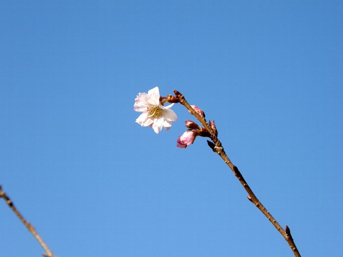 寒桜_c0057390_23131378.jpg