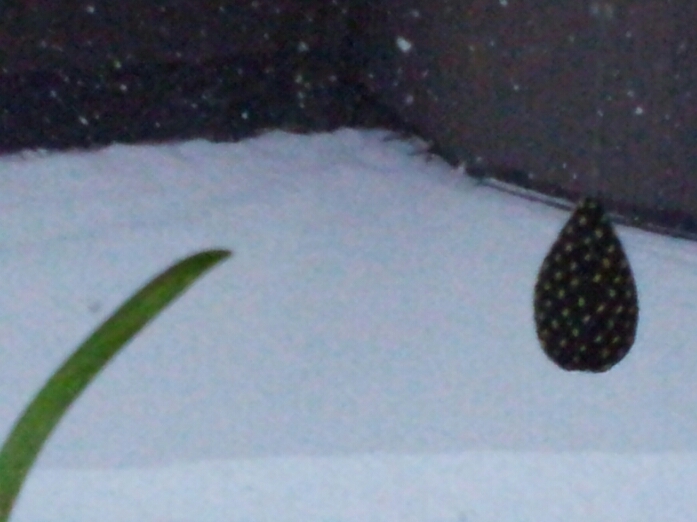 e0259097_504051.jpg
