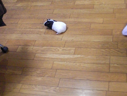 c0241498_013239.jpg