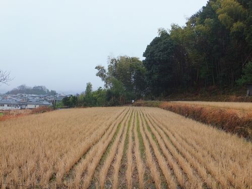 f0120102_153174.jpg