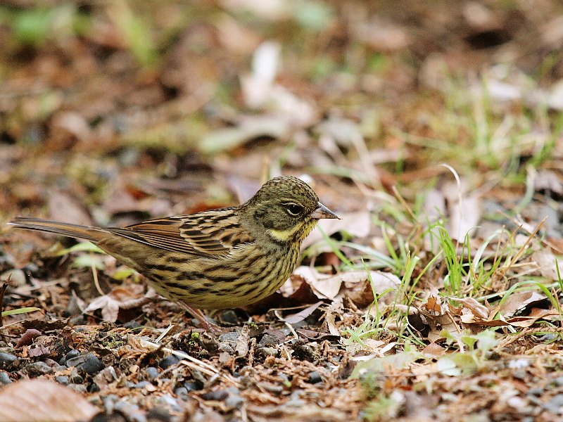 冬の野鳥たち　２_b0231705_2236792.jpg