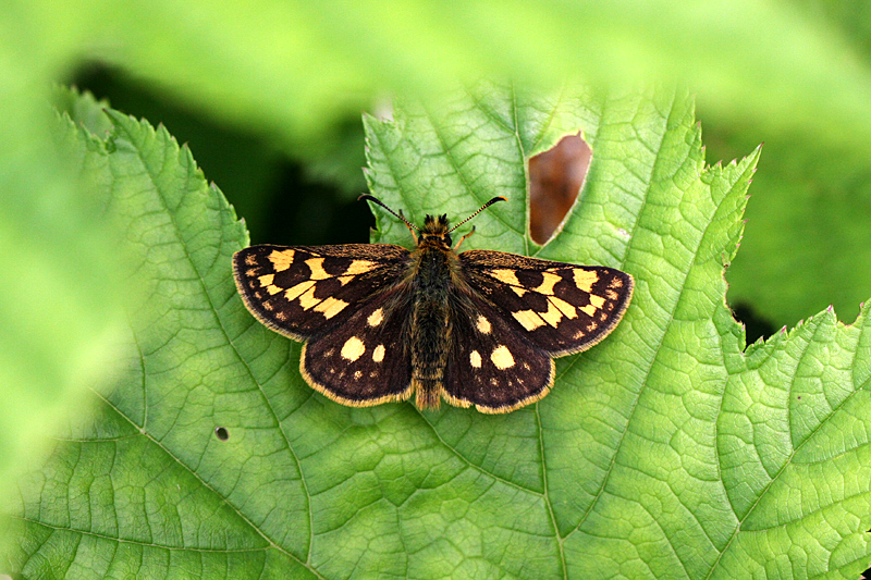 d0054625_015299.jpg