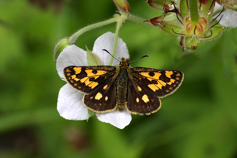 d0054625_06943.jpg