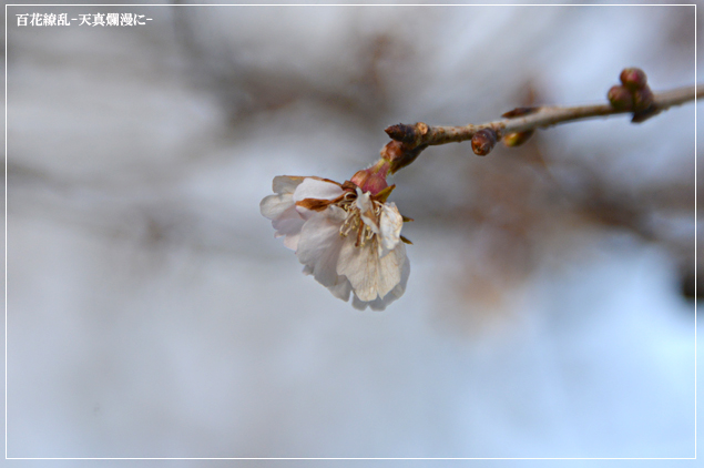 -四季桜-_f0235326_234626.jpg