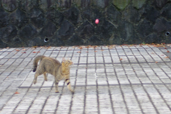 f0214527_22123645.jpg