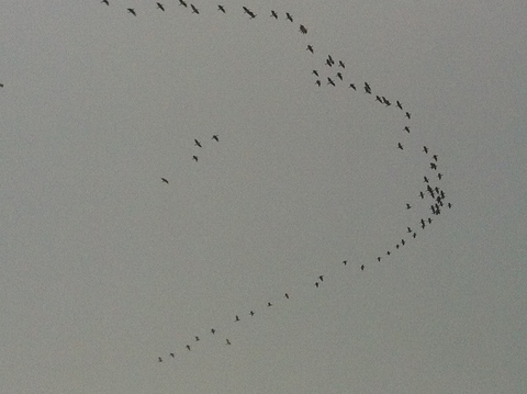 鳥達の様々な新年会に遭遇。(Saw the various styles o the new year parties o birds. )_d0013834_12211120.jpg