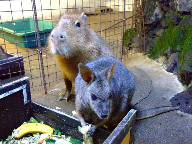 さようなら、だまちゃん_a0179837_14561634.jpg