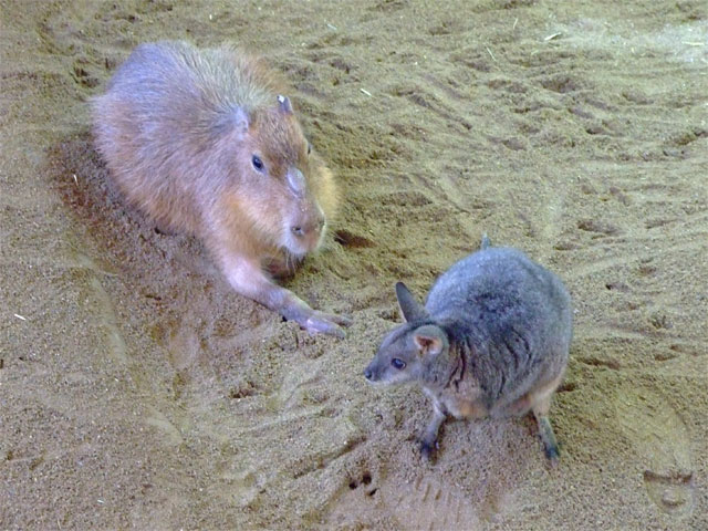 さようなら、だまちゃん_a0179837_1555986.jpg