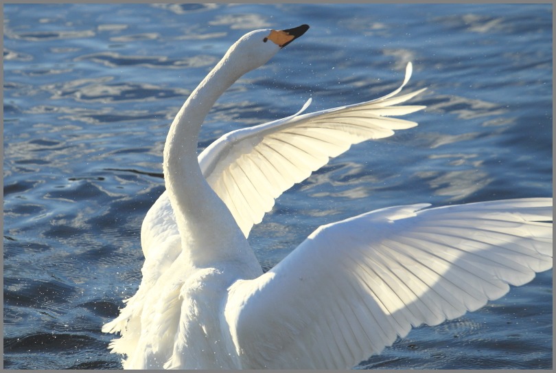 白鳥２０１３ ３ 松次郎