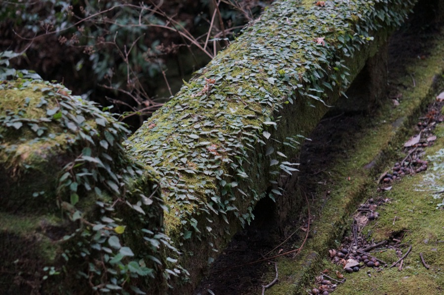 SONY α NEX-6 #2_b0060239_1647528.jpg