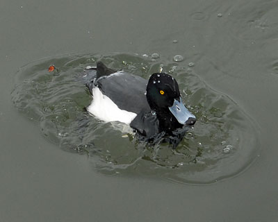 兵庫県　昆陽池　ユリカモメの折れたクチバシ_e0035757_1784021.jpg