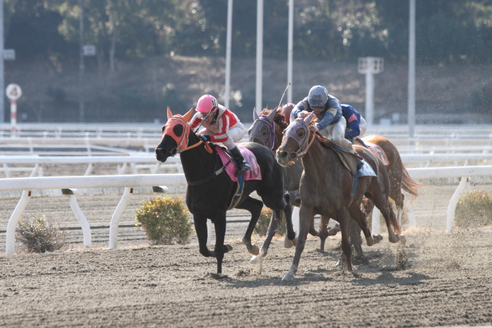 2013年1月1日（火） 高知競馬 1R 初夢特別 C3-8選抜馬_a0077663_8573132.jpg