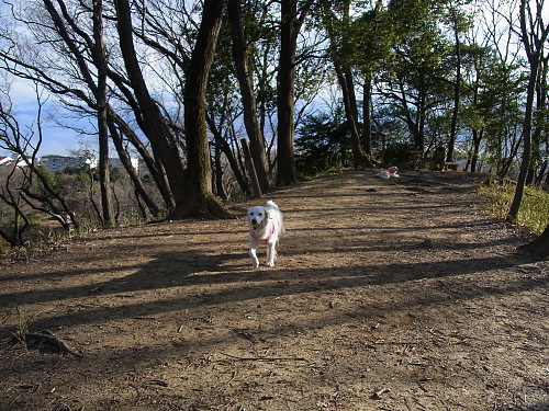 里山散歩　1月3日（木）_b0136381_227391.jpg