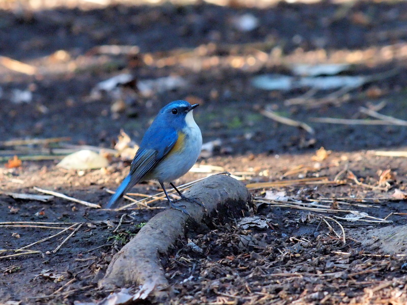 幸せの青い鳥 ルリビタキ 柏 コーヒー党の野鳥観察
