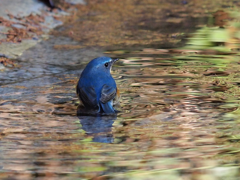幸せの青い鳥 ルリビタキ 柏 コーヒー党の野鳥観察