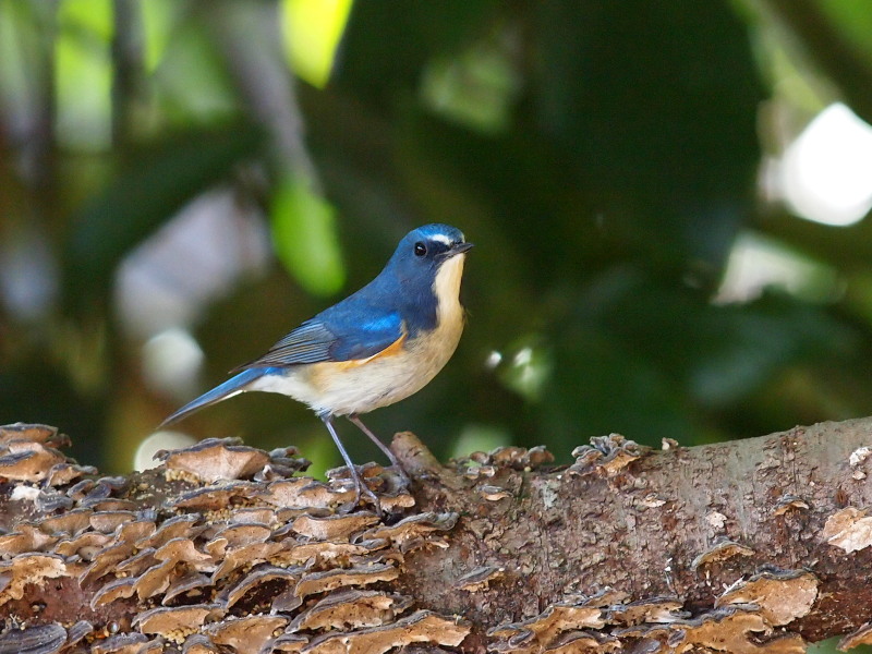 幸せの青い鳥 ルリビタキ 柏 コーヒー党の野鳥観察
