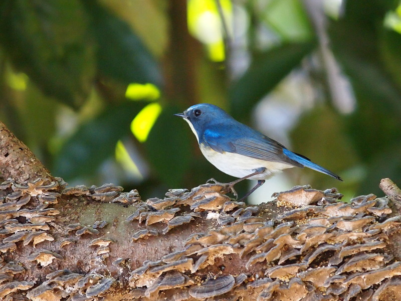 幸せの青い鳥 ルリビタキ 柏 コーヒー党の野鳥観察