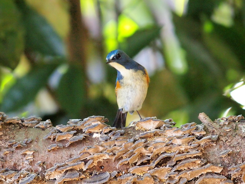幸せの青い鳥 ルリビタキ 柏 コーヒー党の野鳥観察