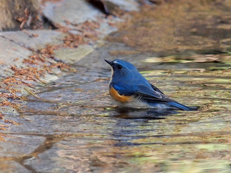 幸せの青い鳥 ルリビタキ 柏 コーヒー党の野鳥観察
