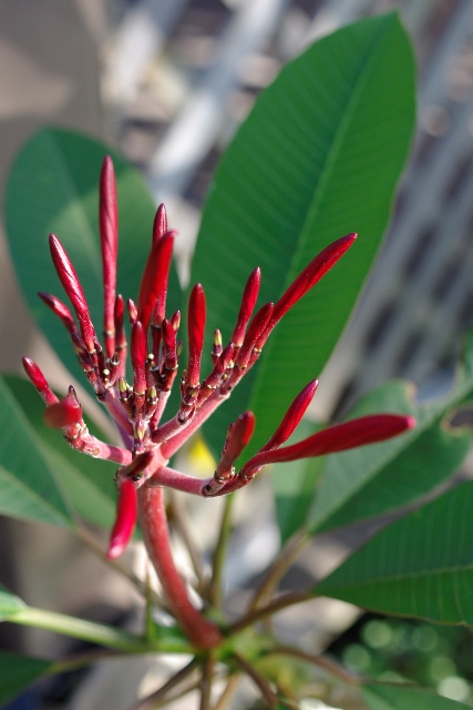 Frangipani No.3_f0150785_13281740.jpg