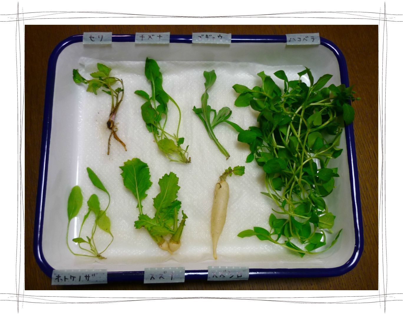 春の七草 菜の花 くちなしの実 おうち大好き