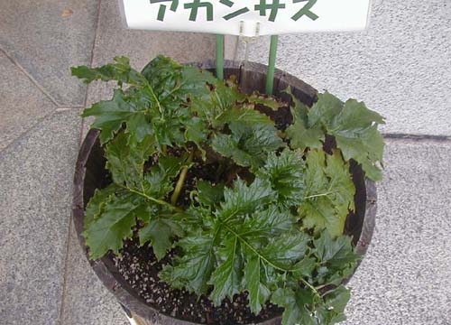 ●京都府庁旧本館、その1_d0053294_056387.jpg