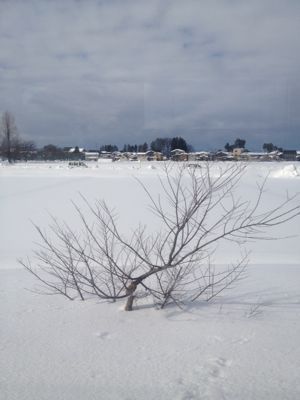 車窓からの雪景色_f0128894_14492366.jpg