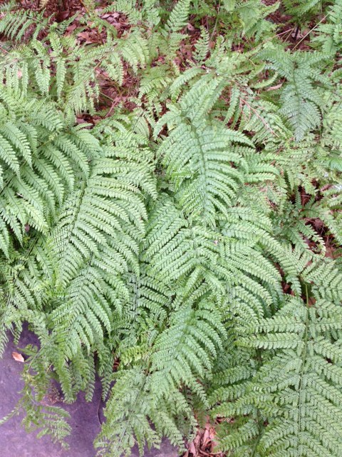 a0280101_19231730.jpg