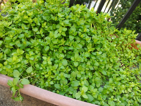 c0125702_17555825.jpg