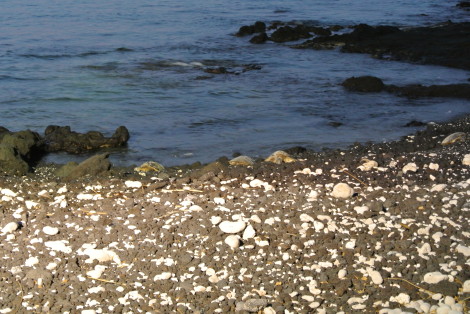 a0153206_11111248.jpg