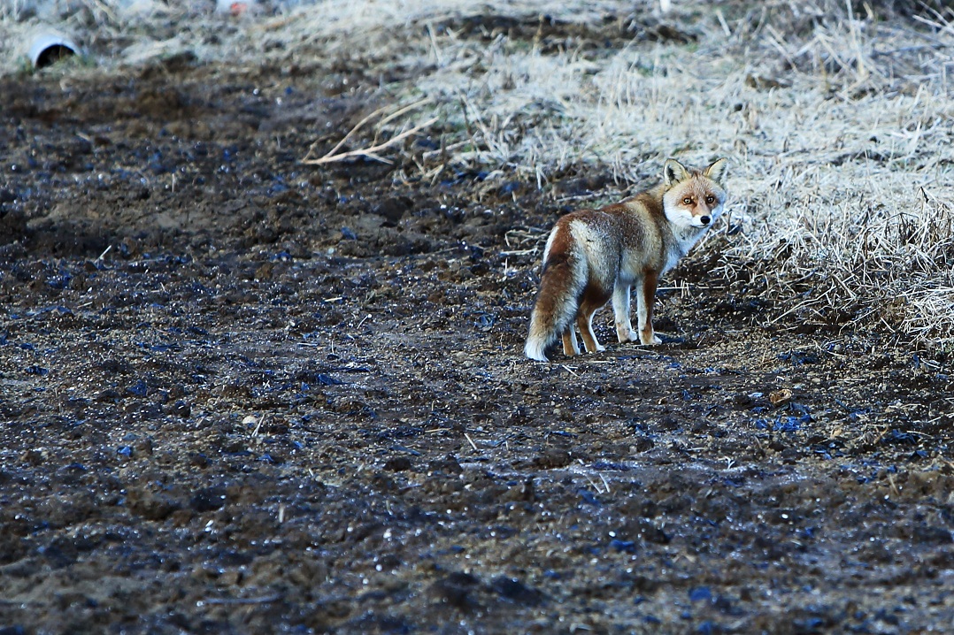 c0201929_204629.jpg