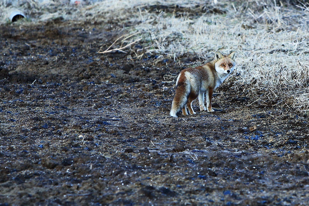 富士への想い_c0201929_204629.jpg