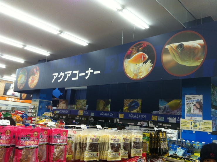 ｈ2豊洲店に行ってきました キノッピーの癒しの水草水槽