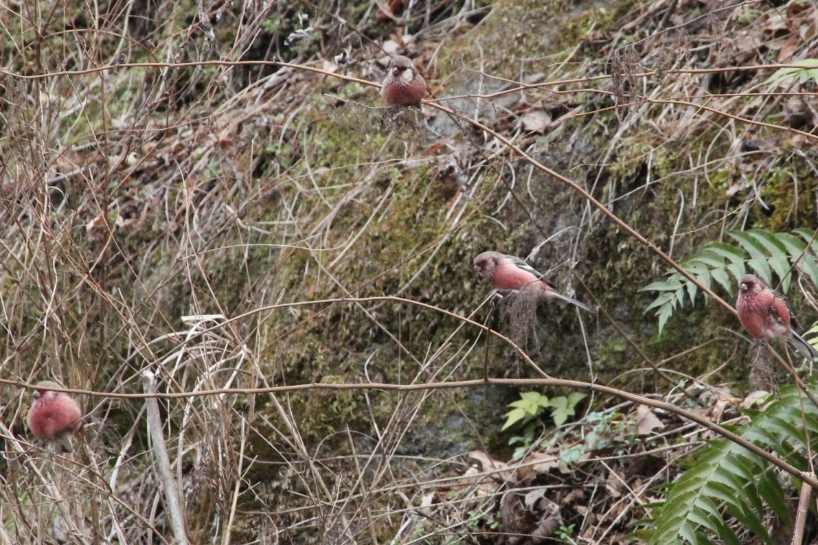 2013.1.6 早戸川林道(1)ルリビタキ、ベニマシコ、マヒワ_c0269342_122108.jpg