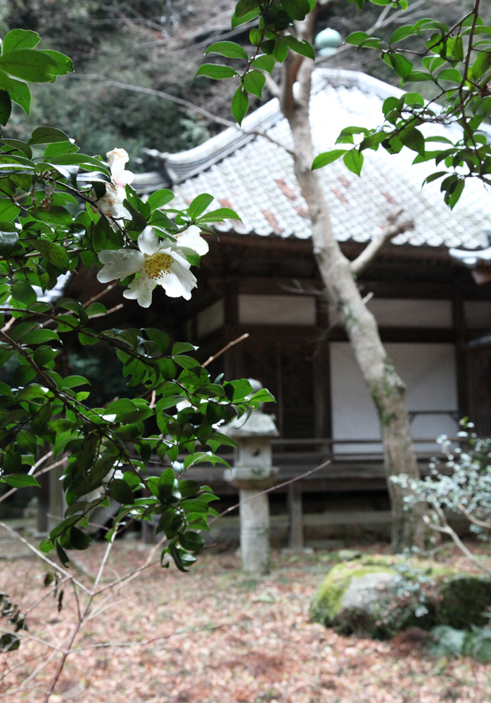 大阪　太子町　高貴寺　万両　サザンカ_c0108146_21264793.jpg