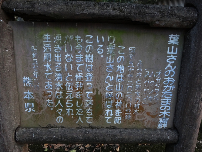 木から落ちても怪我をしない伝説の木がある大津町の外牧阿蘇神社_b0123359_20405924.jpg