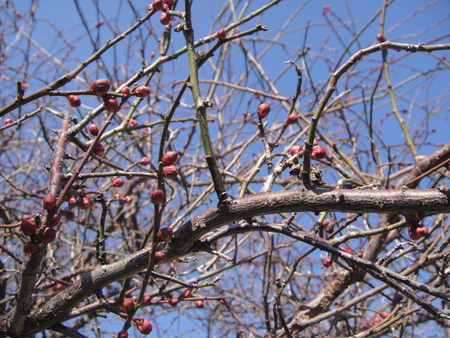 c0108460_15504266.jpg