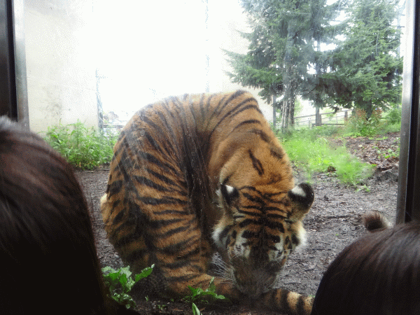 2012.8.1～北海道の旅～旭山動物園編_d0004468_17174855.gif