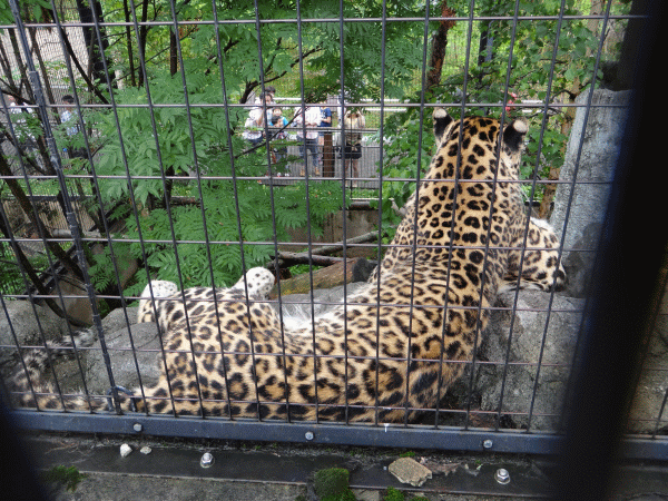 2012.8.1～北海道の旅～旭山動物園編_d0004468_1719162.gif