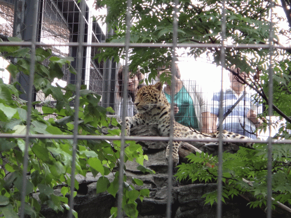 2012.8.1～北海道の旅～旭山動物園編_d0004468_1724182.gif