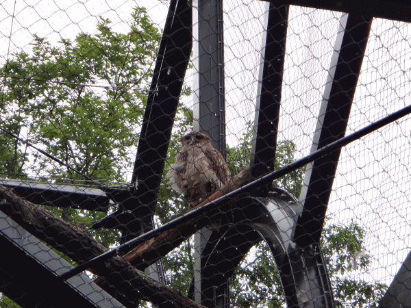 2012.8.1～北海道の旅～旭山動物園編_d0004468_17252776.gif