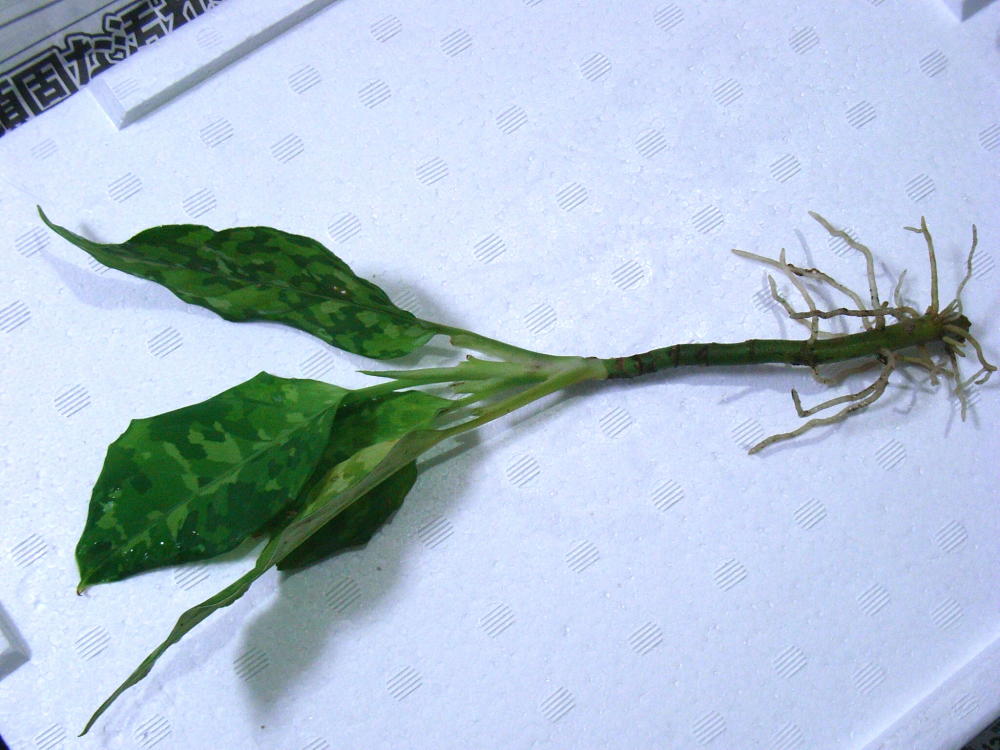 d0249970_1182397.jpg