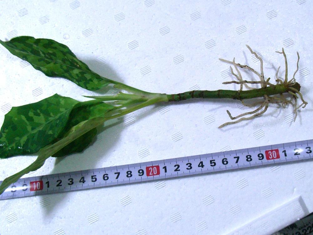 d0249970_1182597.jpg