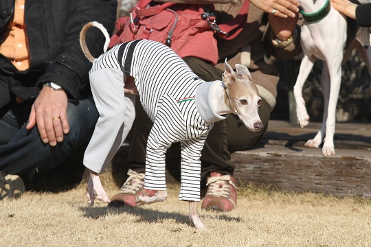 イタグレ新年会　ＺＥＢＲＡ_e0062371_20455876.jpg