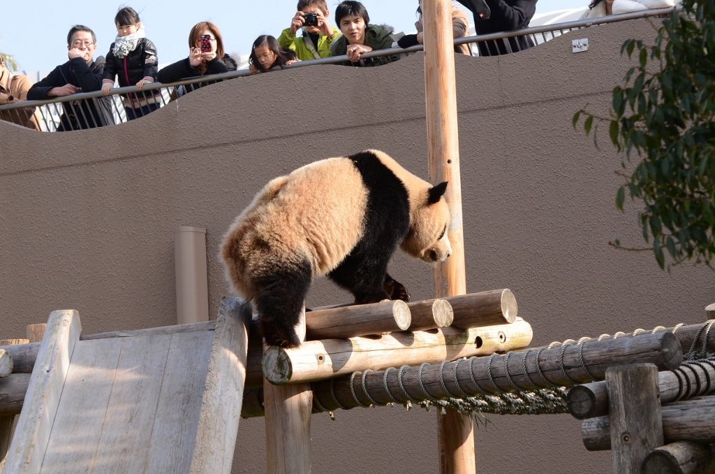 ２０１２年１２月白浜パンダ見隊２その９　海ちゃん陽ちゃんウェイクアップタイム_a0052986_0382156.jpg