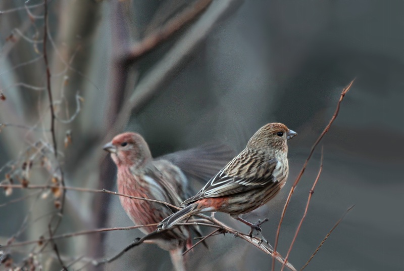 岐阜の野鳥　その5_f0000789_10173316.jpg