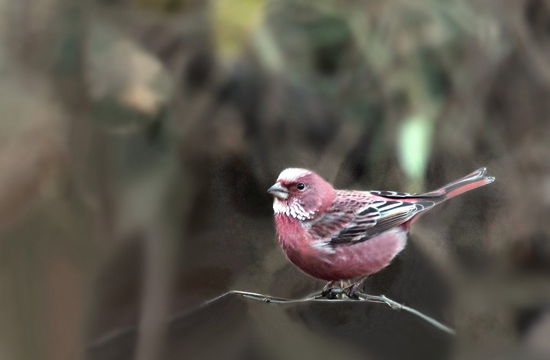 岐阜の野鳥　その5_f0000789_10174272.jpg