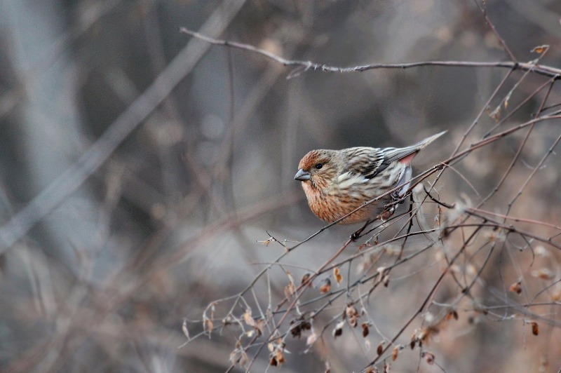 岐阜の野鳥　その5_f0000789_10175062.jpg