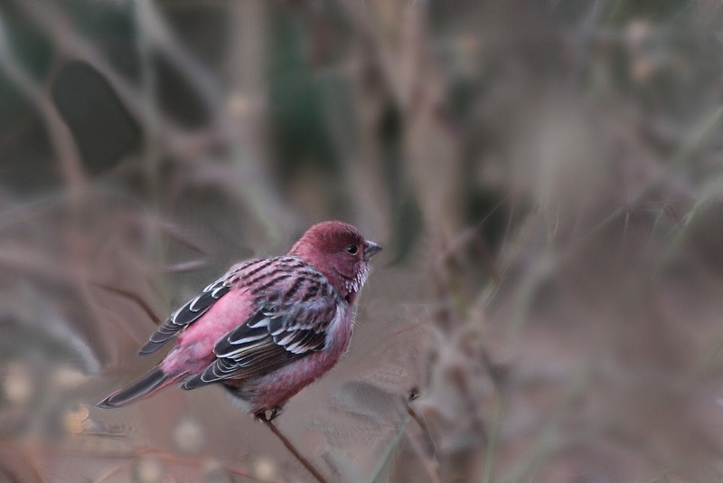 岐阜の野鳥　その5_f0000789_1018076.jpg