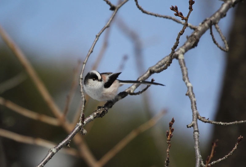 岐阜の野鳥　その5_f0000789_10183513.jpg